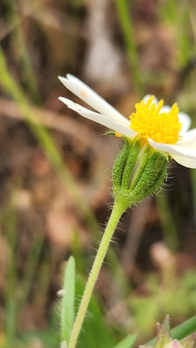 Layia pentachaeta, photograph 2