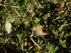 Philibertia gilliesii