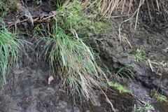 Poa anceps