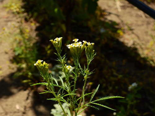 Tagetes minuta