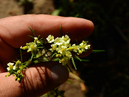 Tagetes minuta