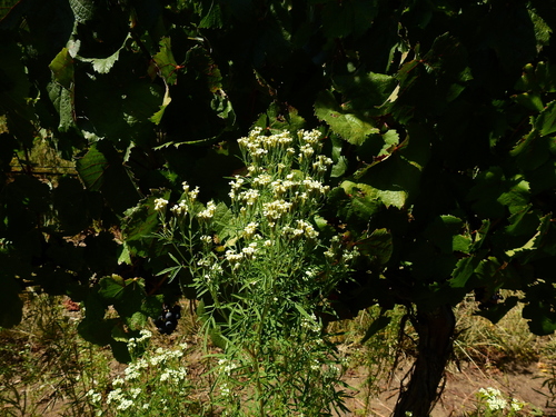 Tagetes minuta