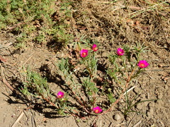 Portulaca confertifolia