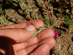 Portulaca confertifolia