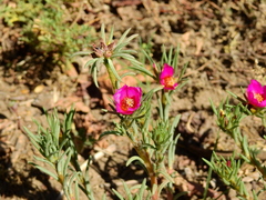 Portulaca confertifolia