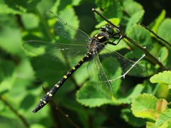 Cordulegaster maculata