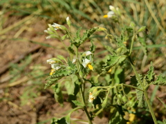 Solanum atriplicifolium