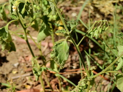 Solanum atriplicifolium