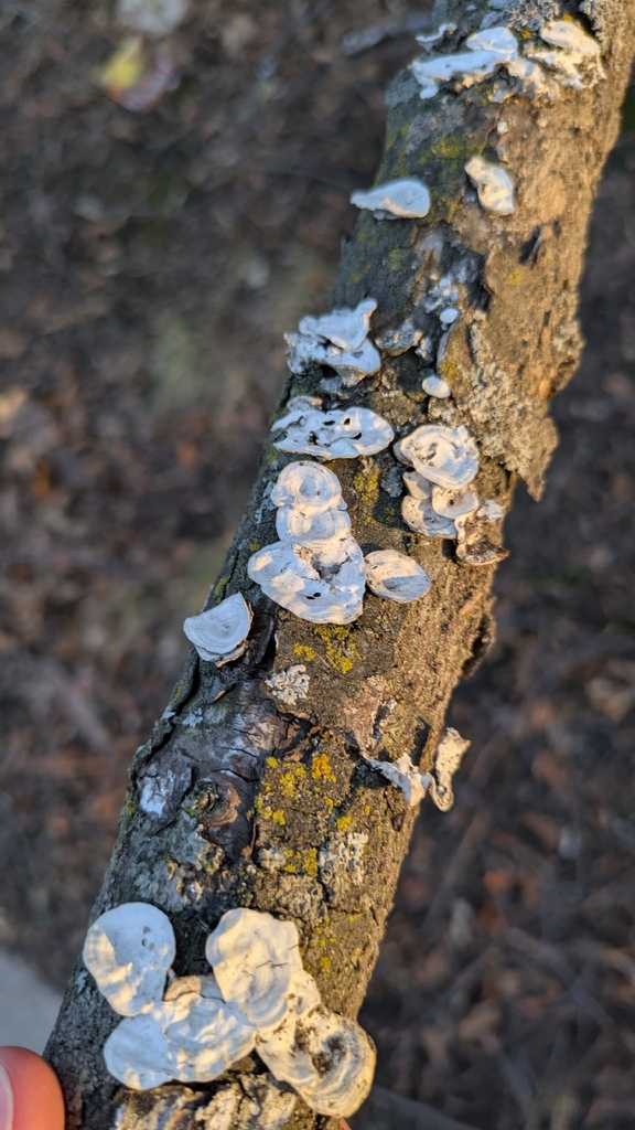Trametes conchifer · March 2026 · photo: © eric-schmitty (iNaturalist, cc-by)