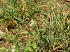 Solanum atriplicifolium