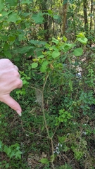 Triadica sebifera: Herkunft und Verwendung — Foto 3