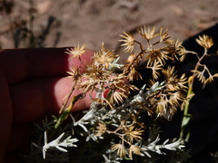 Senecio filaginoides