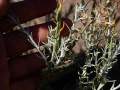 Senecio filaginoides