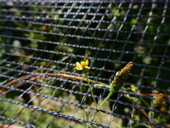Bidens subalternans