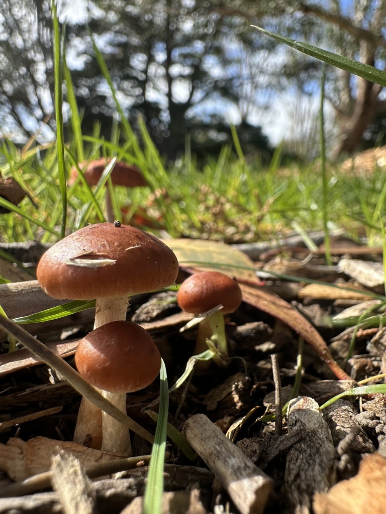 Leratiomyces ceres · March 2026 · photo: © marmalade101 (iNaturalist, cc0)