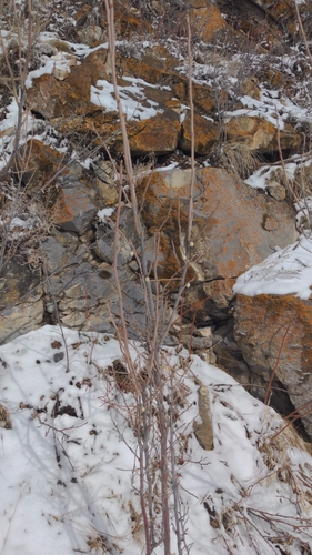 Silverberry (Elaeagnus commutata)