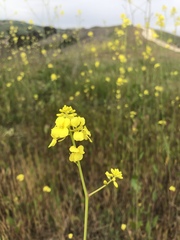 Rhamphospermum nigrum