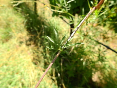 Bidens subalternans