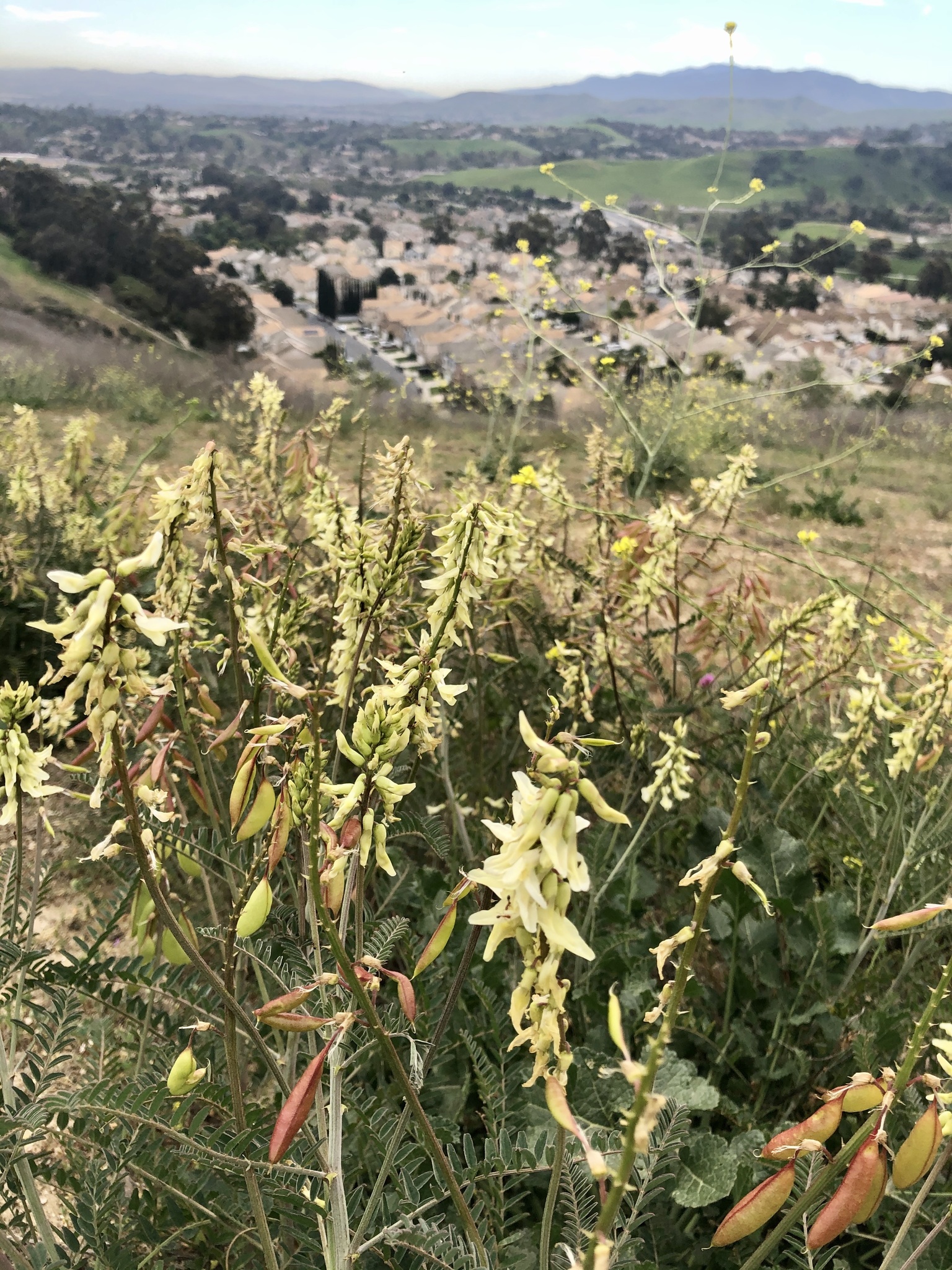 Astragalus trichopodus var. trichopodus