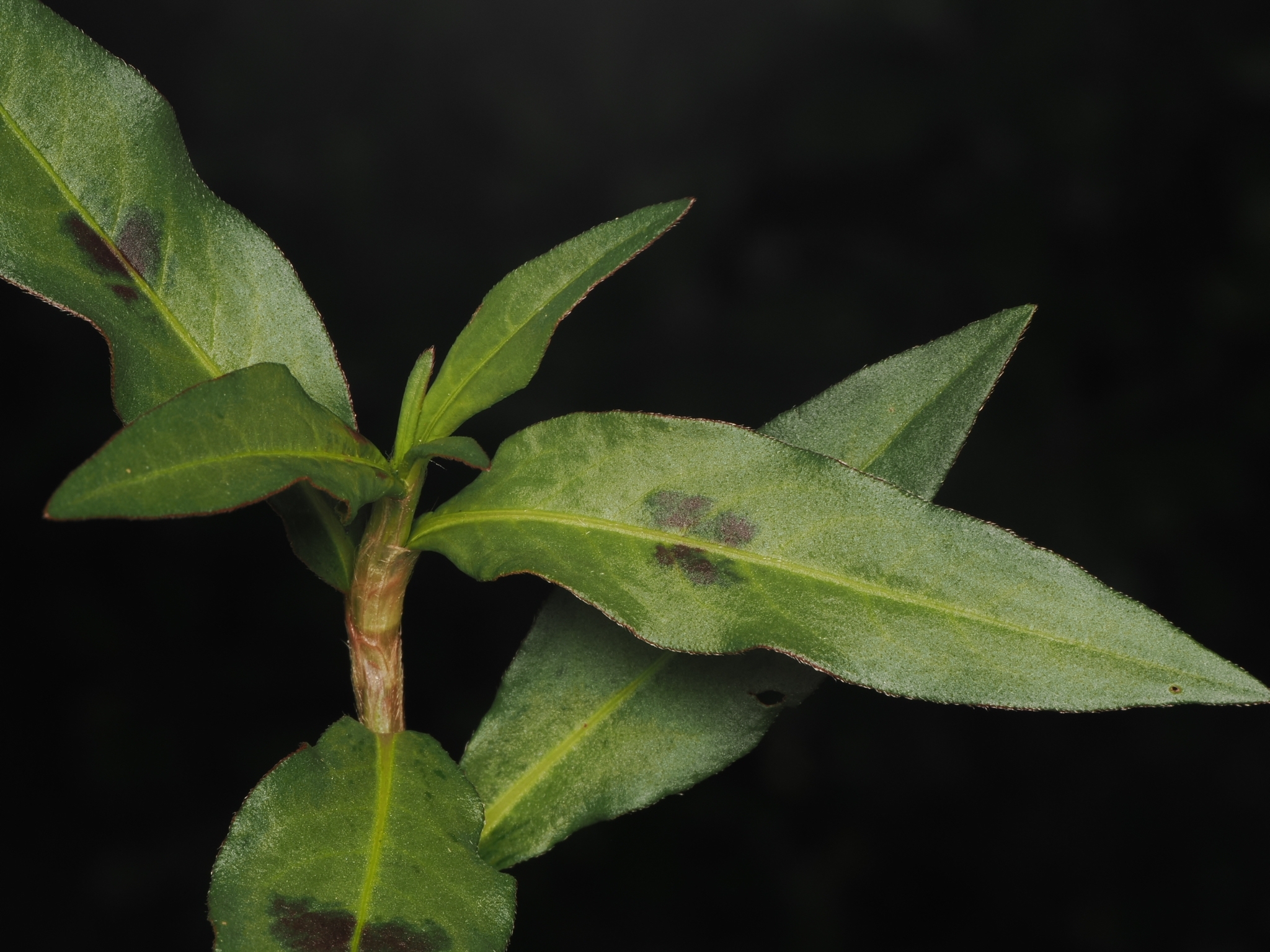 Spotted Lady's Thumb (Persicaria maculosa)