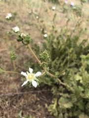 Horkelia cuneata