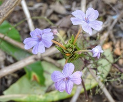 Eranthemum roseum