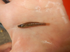 Etheostoma gracile