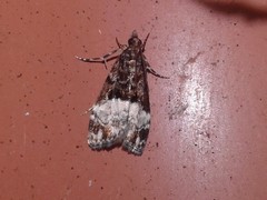 Scoparia minusculalis