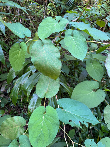 Piper auritum observed 2026-03-30