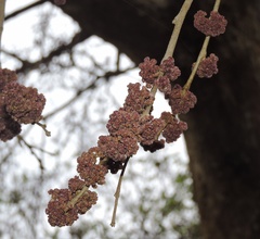 Holoptelea integrifolia
