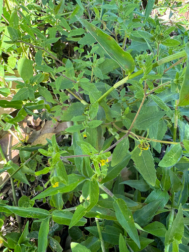 Sigesbeckia orientalis observed 2026-03-30