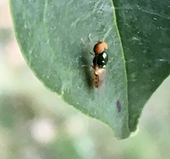Microchrysa bicolor