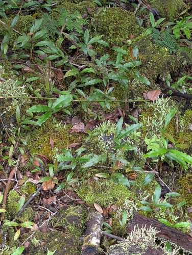 Ochna serrulata observed 2026-03-30