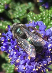 Andrena cerasifolii
