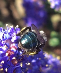 Andrena cerasifolii