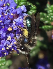Andrena cerasifolii