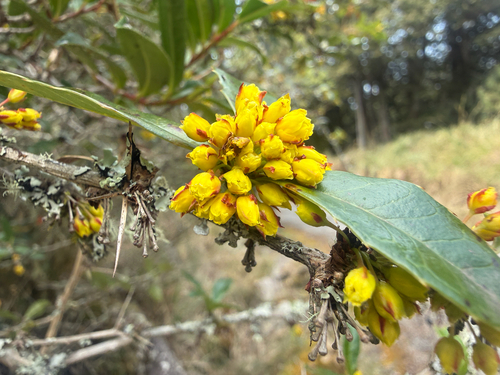 Berberis kawakamii, photograph 2