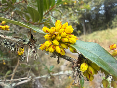 Berberis kawakamii, photograph author not stated, no rights reserved