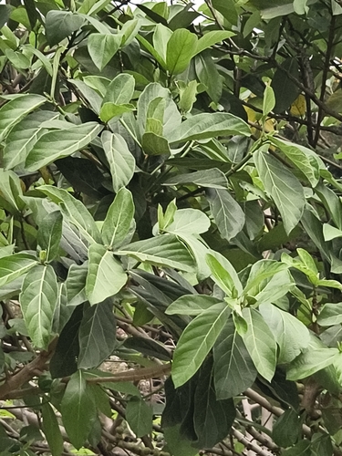 Opposite-Leaved Fig (Ficus hispida)