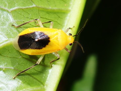 Neella frumentaria
