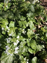 Pachyphragma macrophyllum