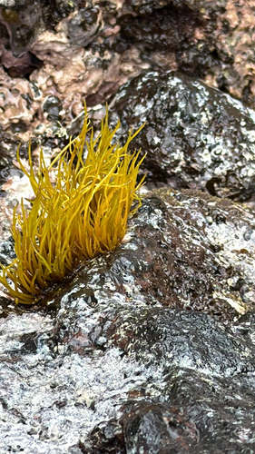 Ahnfeltiopsis observed 2026-03-30