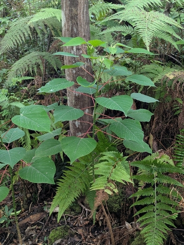 Homalanthus populifolius observed 2026-03-30