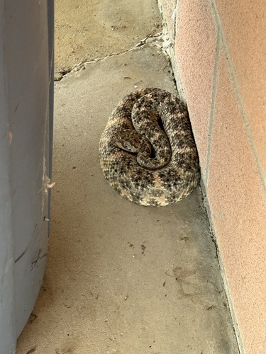 iNaturalist observation photo of Southwestern Speckled Rattlesnake