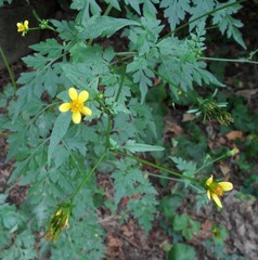 Bidens bipinnata