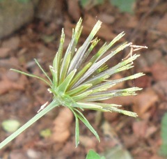 Bidens bipinnata