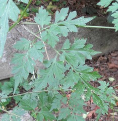 Bidens bipinnata
