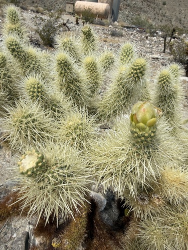 iNaturalist observation photo of Teddybear Cholla