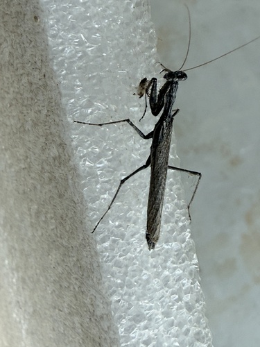 iNaturalist observation photo of American Ground Mantises