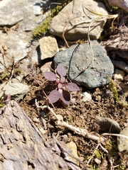 Micranthes virginiensis